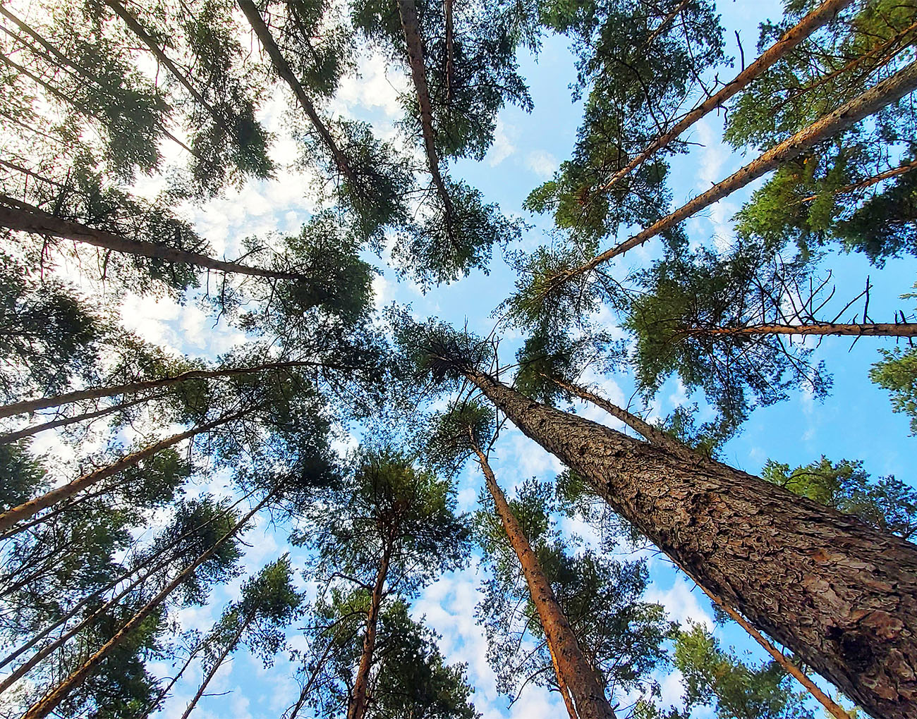 Challenge Statements 2 Forest - The Greentech Accelerator 2022